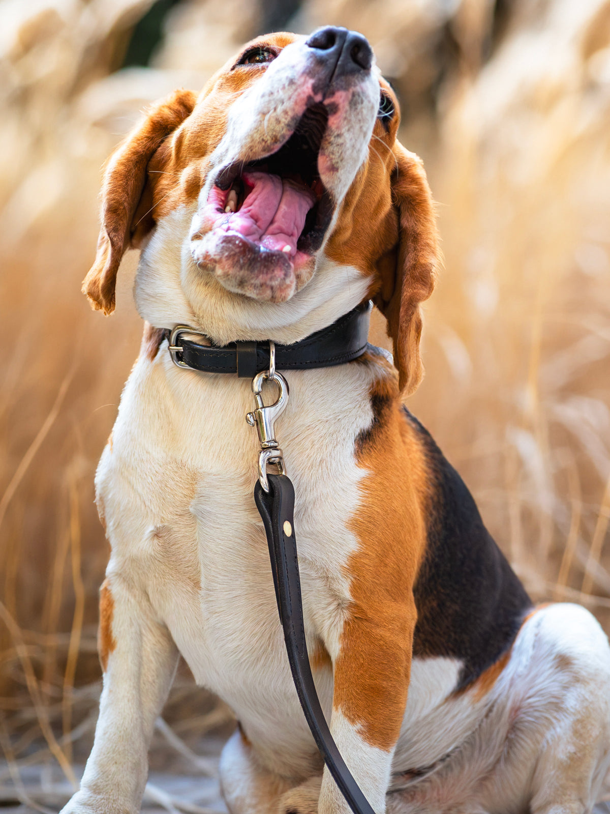 Classy Leather Bags Leather Dog Leash - AVBL MRKT (7)