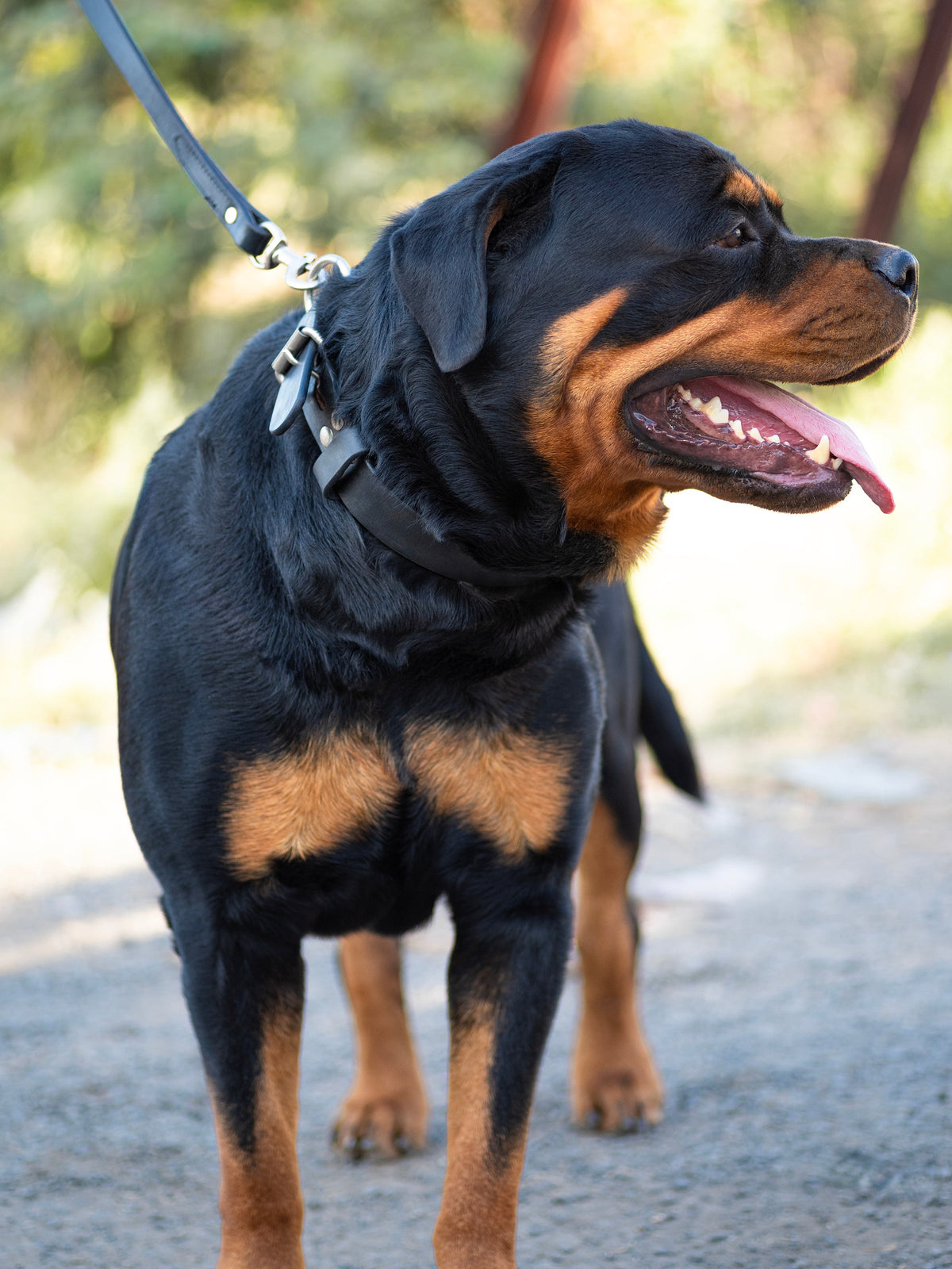 Classy Leather Bags Agitation Leather Dog Collar - AVBL MRKT (2)