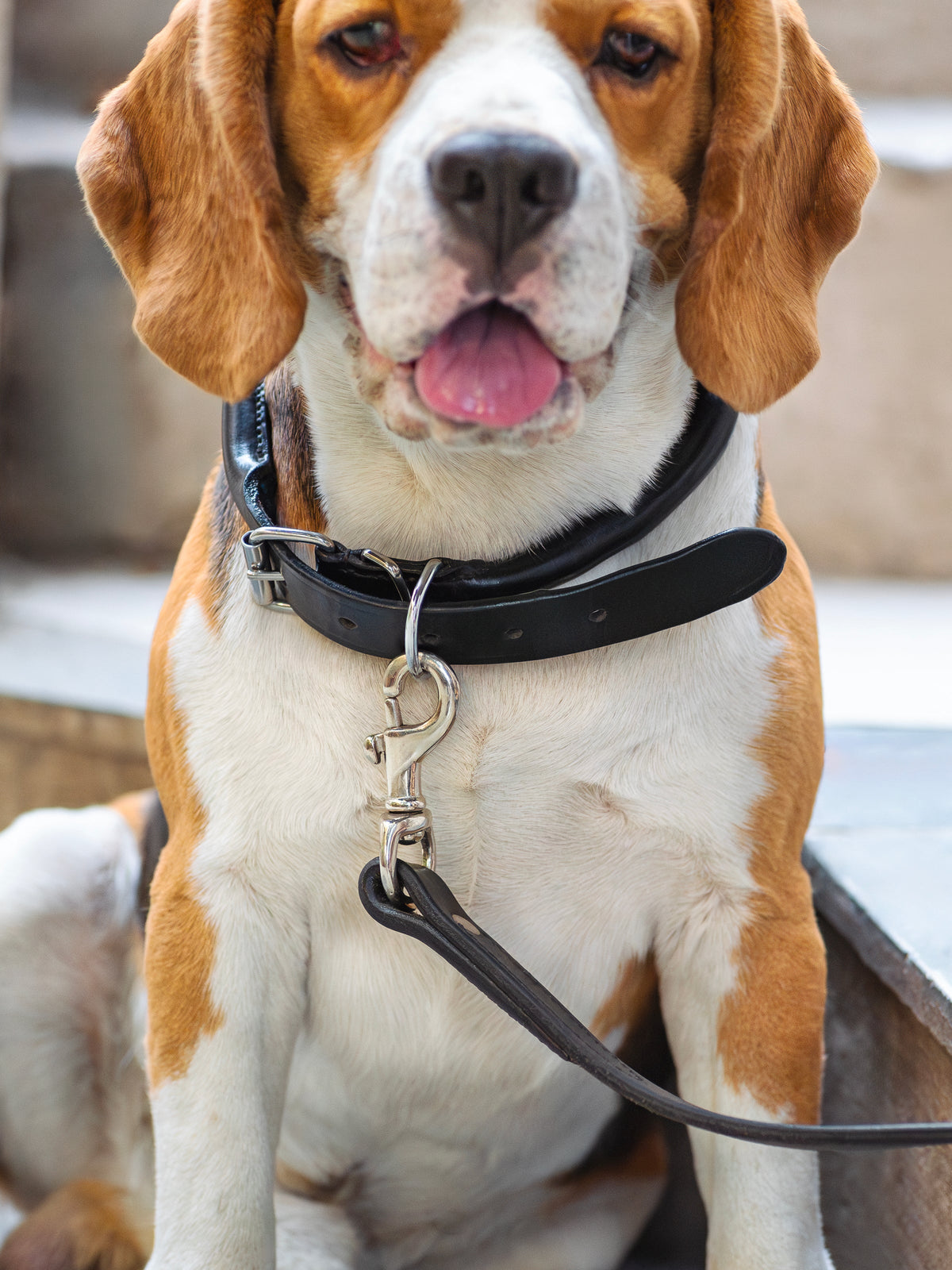 Classy Leather Bags Rolled Leather Dog Collar - AVBL MRKT (2)